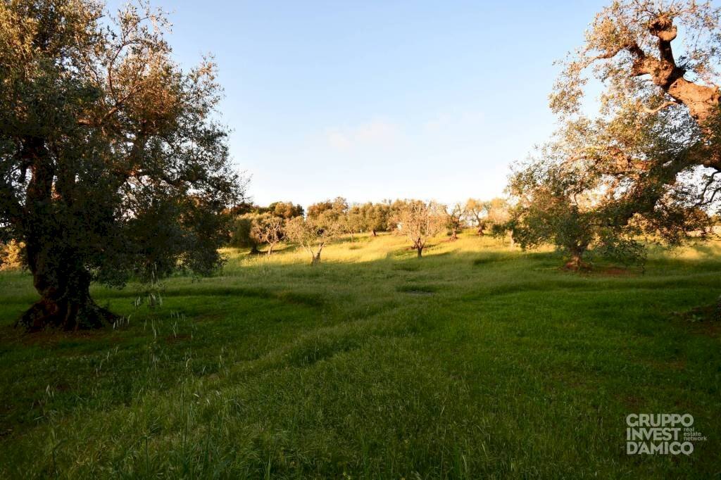 Terreno - Agricultural land contrada Pistone, Cisternino - photo 3