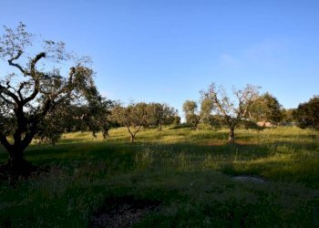 Terreno - Terreno agricolo contrada Pistone, Cisternino - foto 4