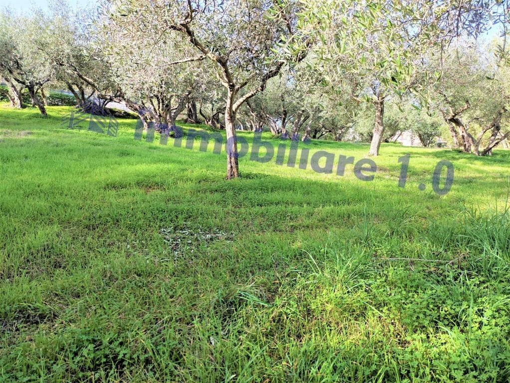 Terreno - Terreno edificabile contrada Marmora, Castellammare del Golfo - foto 3