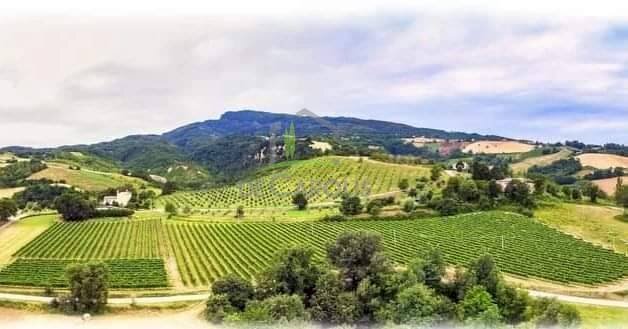 Foto 1 - Terreno agricolo Montemisio, Rotella - foto 1