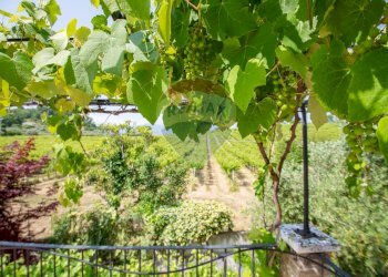 Giardino - Villa Via Colle Di Paolo II, San Martino sulla Marrucina - foto 85