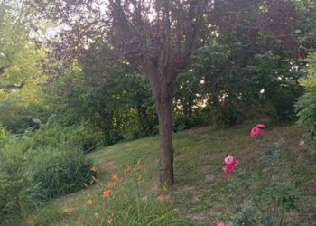 Giardino - Rustic Calamandrana - photo 13