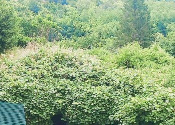 Apartment Via Arzeno, Ne - photo 22