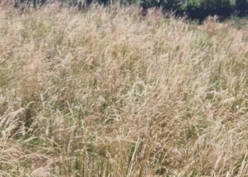 Terreno edificabile Località Cly, 15, Saint-Denis - foto 13