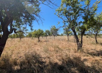 Foto 3 - Terreno agricolo contrada risicone, Avola - foto 3