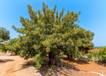 Foto 54 - Villa Strada Comunale Pozzo Cavalieri
 
Snc, Polignano a Mare - foto 54