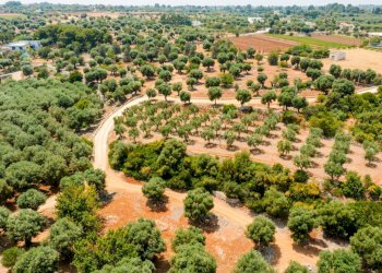Foto 58 - Villa Strada Comunale Pozzo Cavalieri
 
Snc, Polignano a Mare - foto 58