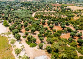 Foto 60 - Villa Strada Comunale Pozzo Cavalieri
 
Snc, Polignano a Mare - foto 60
