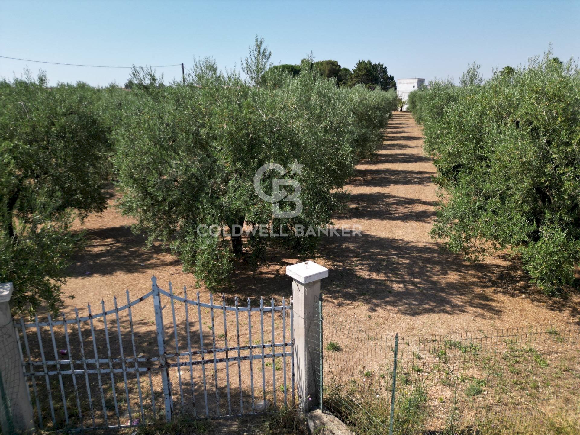 Foto 3 - Villa CONTRADA MACCHIE DI ROSE
 
SN, Andria - photo 3