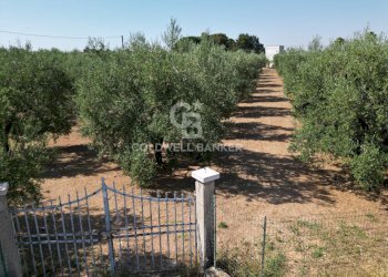 Foto 3 - Villa CONTRADA MACCHIE DI ROSE
 
SN, Andria - photo 3