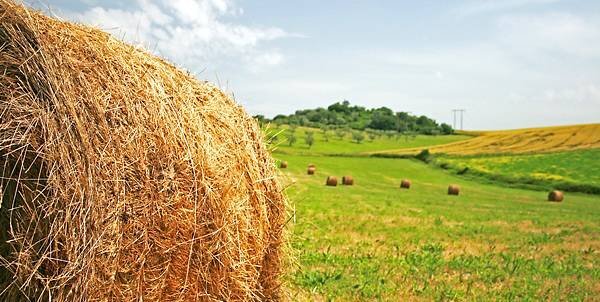 Foto 1 - Terreno agricolo Mombaroccio - foto 1