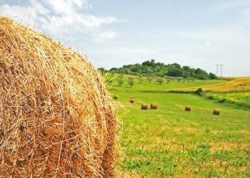 Foto 1 - Terreno agricolo Mombaroccio - foto 1