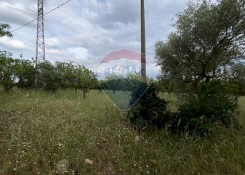 Giardino - Villa Santeramo in Colle - foto 23