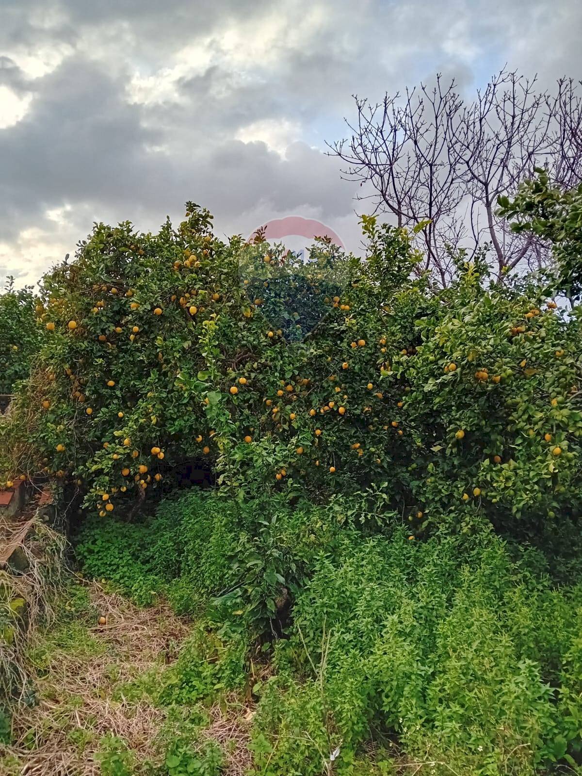 Giardino - Terreno agricolo Contrada Canalotto
 
snc, Centuripe - foto 3
