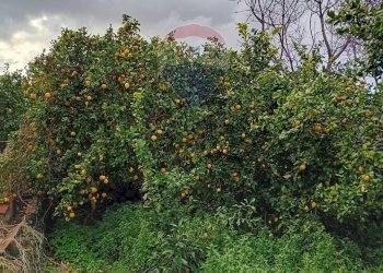 Giardino - Terreno agricolo Contrada Canalotto
 
snc, Centuripe - foto 3