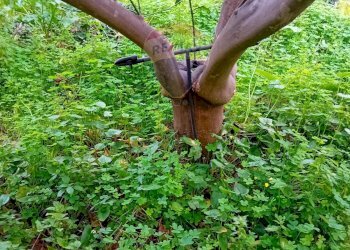 Giardino - Terreno agricolo Contrada Canalotto
 
snc, Centuripe - foto 4