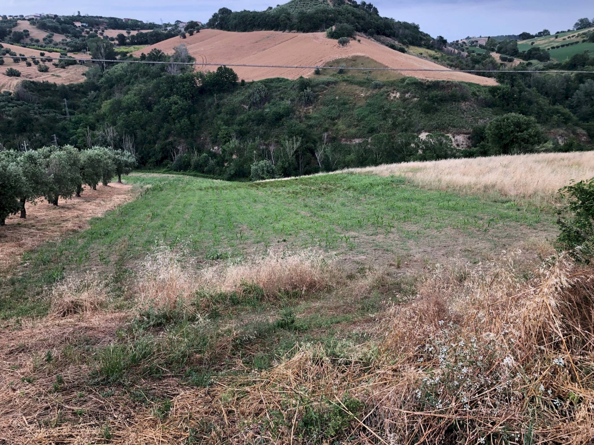 Foto 3 - Terreno agricolo Via Roma S. Mauro, Bellante - foto 3