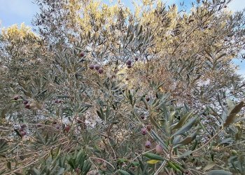 Foto 13 - Baita Contrada Favone
 
snc, San Vito dei Normanni - photo 13