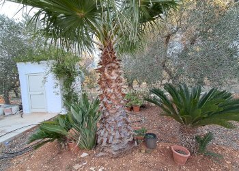 Foto 16 - Baita Contrada Favone
 
snc, San Vito dei Normanni - photo 16