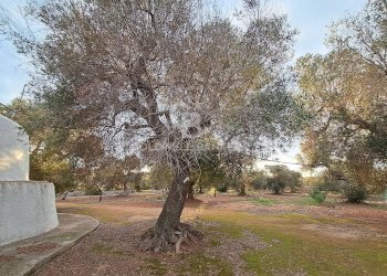 Foto 19 - Baita Contrada Favone
 
snc, San Vito dei Normanni - photo 19