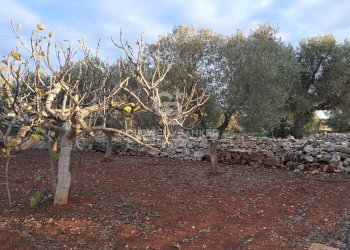 Foto 21 - Baita Contrada Favone
 
snc, San Vito dei Normanni - photo 21