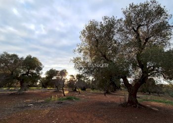 Foto 25 - Baita Contrada Favone
 
snc, San Vito dei Normanni - photo 25