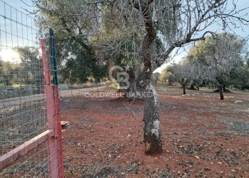 Foto 26 - Baita Contrada Favone
 
snc, San Vito dei Normanni - photo 26