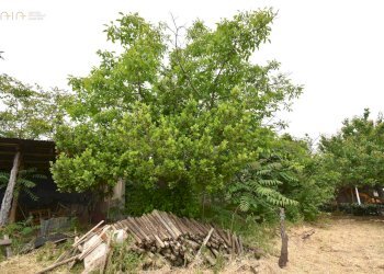 Foto 6 - Rustico Contrada Gozzana
 
10, Ripatransone - foto 6