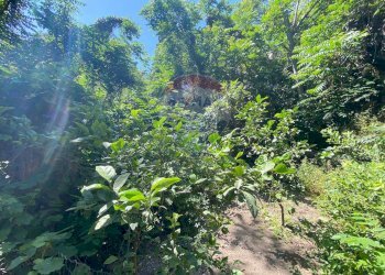 Giardino - Casa indipendente Via Pozzo Rotondo
 
49, Catania - foto 25