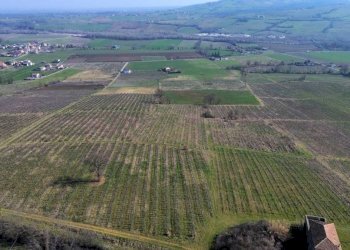 Terreno - Terreno agricolo Piacenza - foto 1