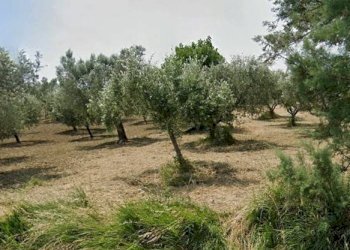 Foto 2 - Terreno agricolo Via Roma S. Mauro, Bellante - foto 2