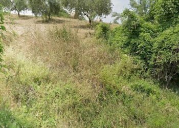 Foto 4 - Terreno agricolo Via Roma S. Mauro, Bellante - foto 4