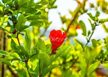 Villa Dolceacqua - photo 22