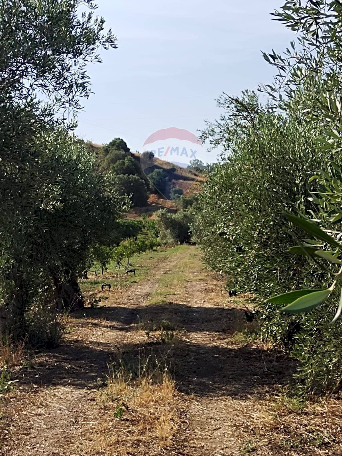 Giardino - Agricultural land Contrada Santa Croce
 
snc, Mineo - photo 2