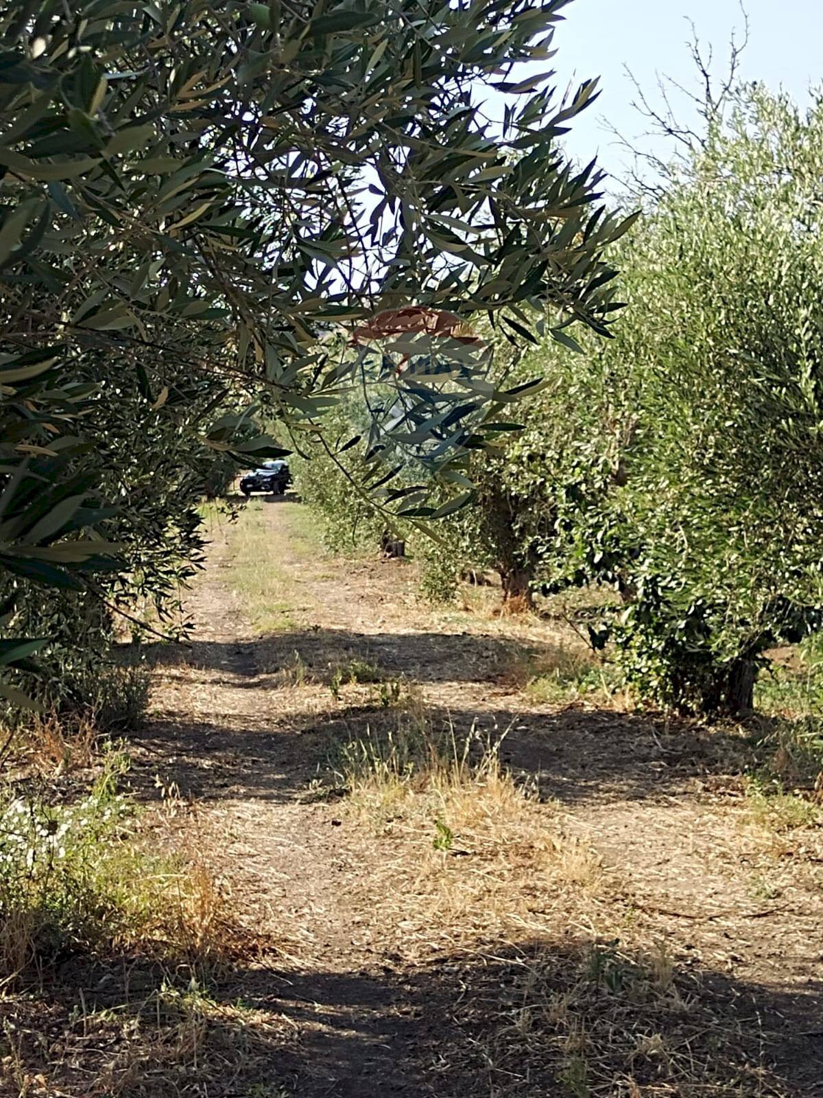 Giardino - Agricultural land Contrada Santa Croce
 
snc, Mineo - photo 3