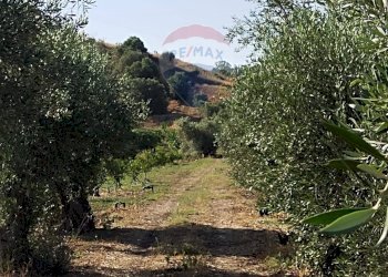 Giardino - Terreno agricolo Contrada Santa Croce
snc, Mineo - foto 2