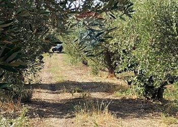 Giardino - Terreno agricolo Contrada Santa Croce
snc, Mineo - foto 3