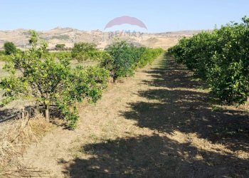 Giardino - Terreno agricolo Contrada Santa Croce
snc, Mineo - foto 12