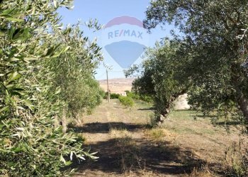 Giardino - Terreno agricolo Contrada Santa Croce
snc, Mineo - foto 17