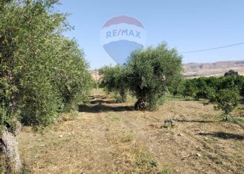 Giardino - Terreno agricolo Contrada Santa Croce
snc, Mineo - foto 18