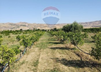 Giardino - Terreno agricolo Contrada Santa Croce
snc, Mineo - foto 19