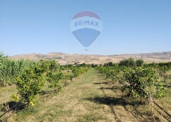 Giardino - Terreno agricolo Contrada Santa Croce
snc, Mineo - foto 21