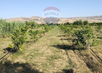 Giardino - Terreno agricolo Contrada Santa Croce
snc, Mineo - foto 22