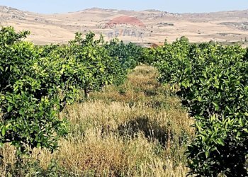 Vista delle montagne - Terreno agricolo Contrada Camemi
snc, Mineo - foto 4