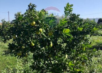 Giardino - Terreno agricolo Contrada Camemi
snc, Mineo - foto 18
