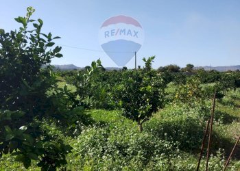 Giardino - Terreno agricolo Contrada Camemi
snc, Mineo - foto 27