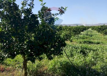 Giardino - Terreno agricolo Contrada Camemi
snc, Mineo - foto 39
