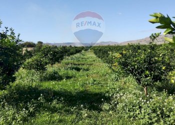 Giardino - Terreno agricolo Contrada Camemi
snc, Mineo - foto 41