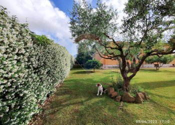 Giardino - Villa via Gubbio
 
1, Nettuno - foto 9