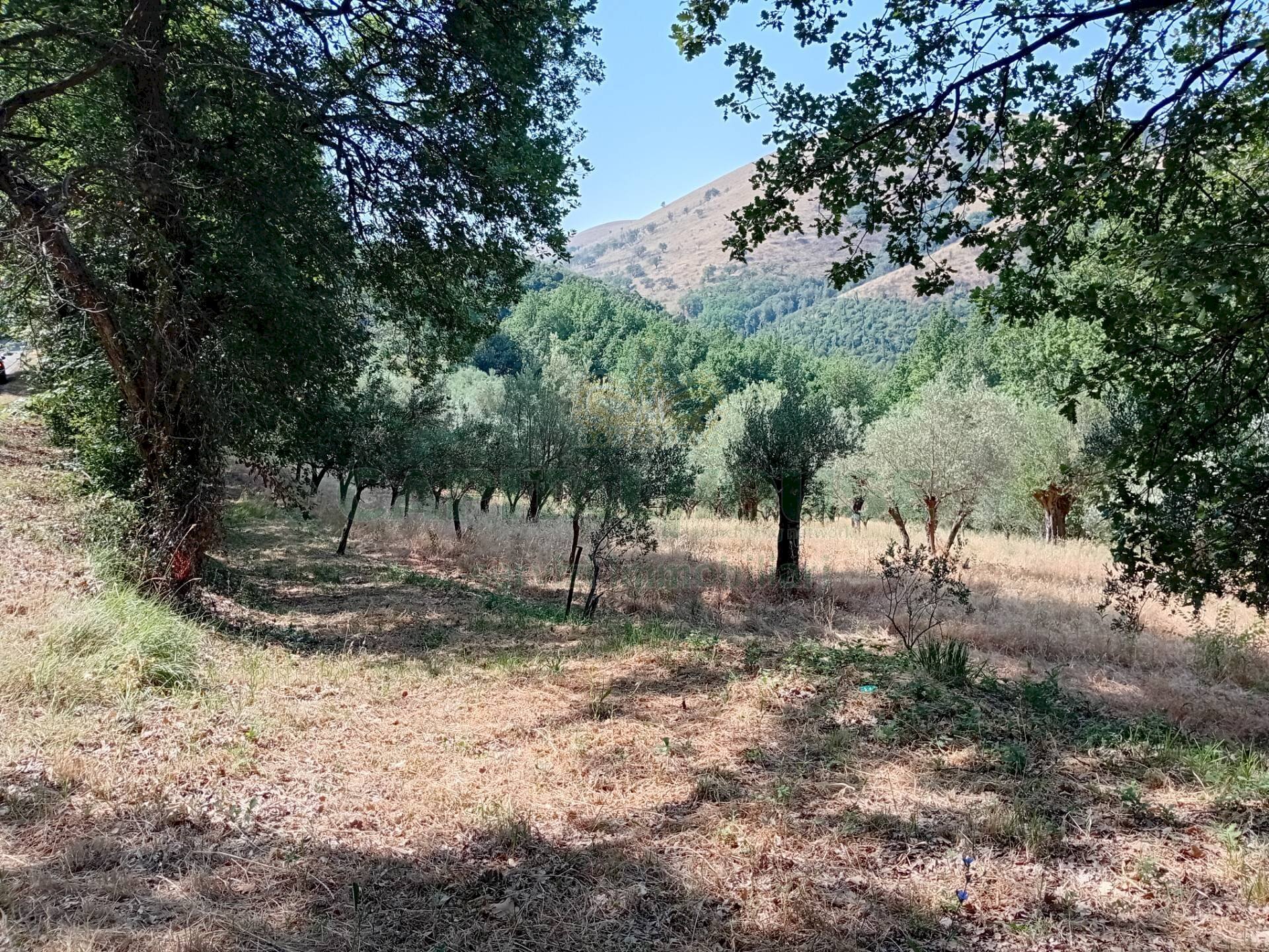 Foto 3 - Terreno agricolo giano vetusto, Giano Vetusto - foto 3